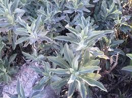 White Sage