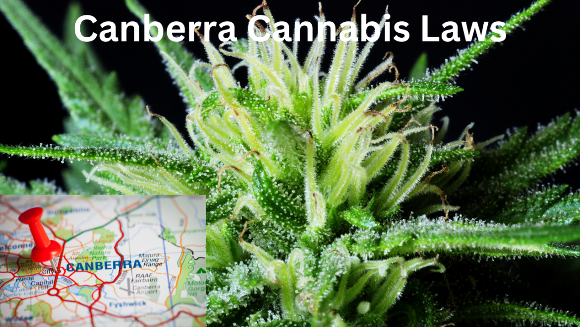 Canberra Cannabis Laws Stay Informed And Toke Responsibly