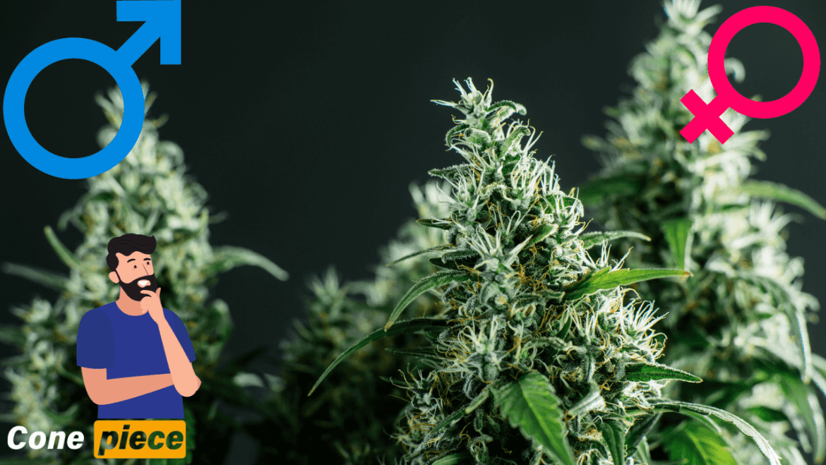Cannabis Plant Sexing