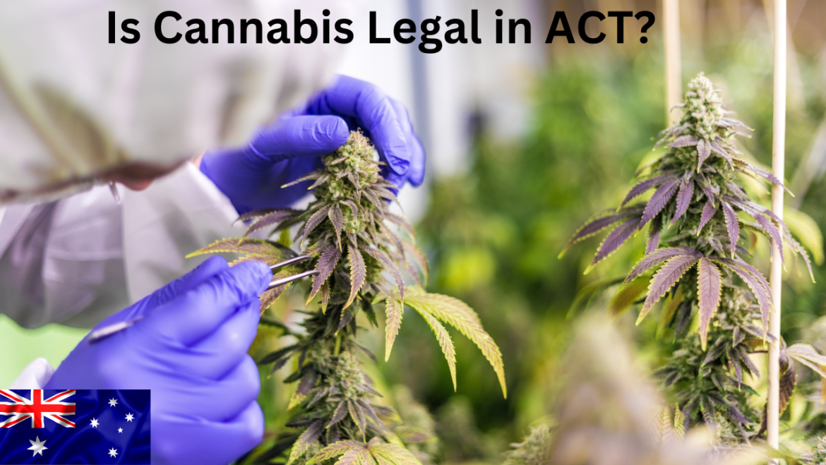 Is Cannabis Legal in ACT
