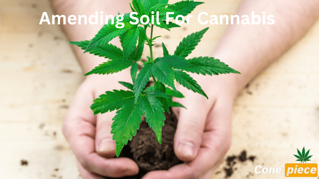 Amending Soil For Cannabis Plants To Maximize Your Plants Yield