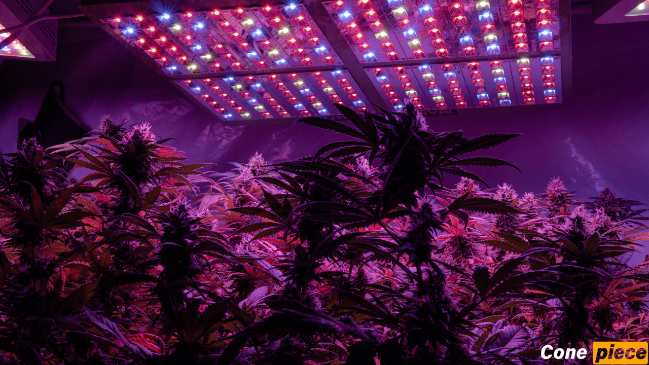 Best Cannabis Lights
