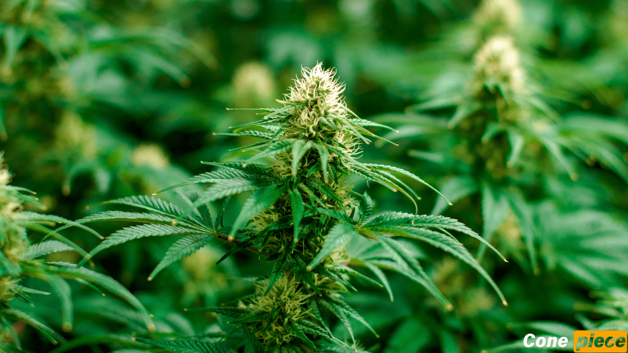 Plant food osmocote discuss cannabis plus its use here