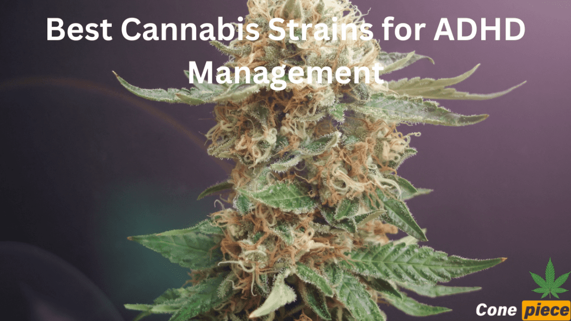 Best Cannabis Strains for ADHD Management