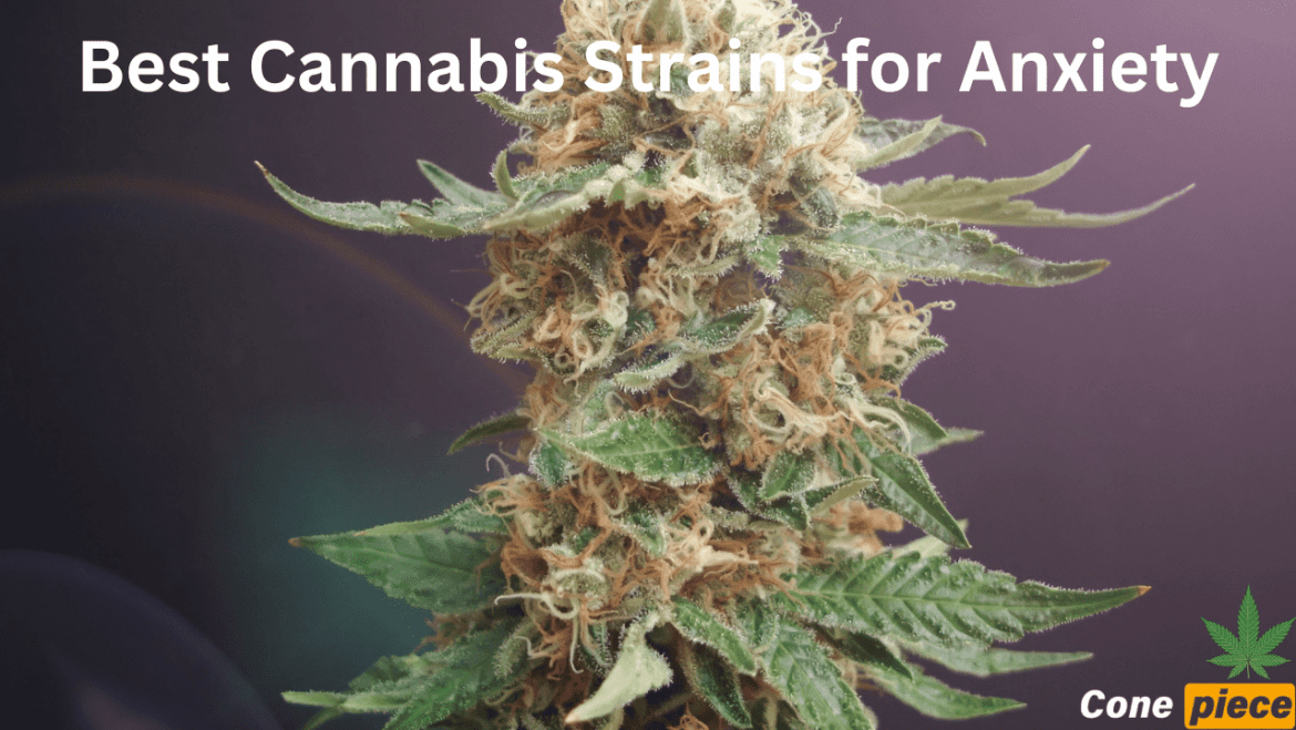Best Cannabis Strains for Anxiety