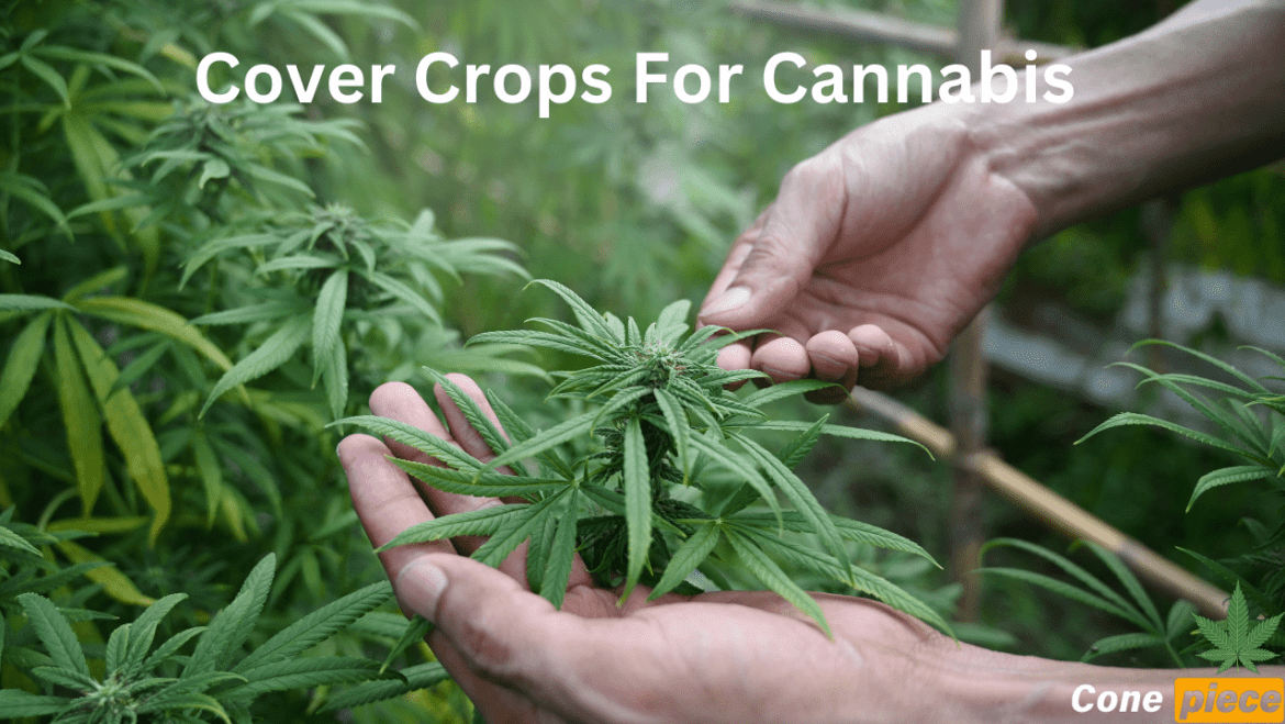 Best Cover Crops for Cannabis