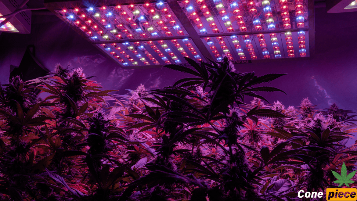 Best Grow Lights for Cannabis